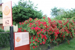 2019-06-08 Sochowa Zagroda (28)