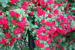 2019-06-08 Sochowa Zagroda (31)