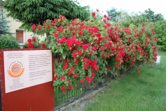 2019-06-08 Sochowa Zagroda (34)
