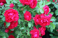 2019-06-08 Sochowa Zagroda (36)