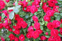 2019-06-08 Sochowa Zagroda (39)