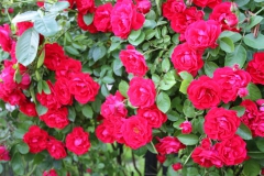 2019-06-08 Sochowa Zagroda (40)