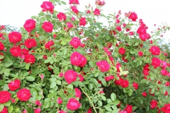 2019-06-08 Sochowa Zagroda (41)