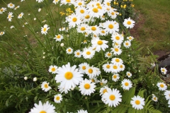 2019-06-08 Sochowa Zagroda (44)