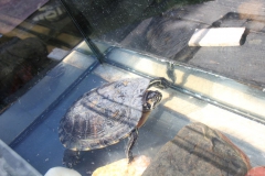 2019-06-08 Sochowa Zagroda (48)