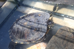 2019-06-08 Sochowa Zagroda (50)