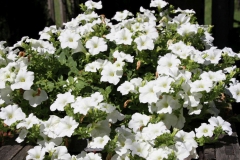 2019-06-08 Sochowa Zagroda (52)