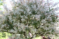 2019-06-08 Sochowa Zagroda (53)