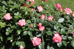 2019-06-08 Sochowa Zagroda (54)