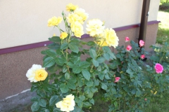 2019-06-08 Sochowa Zagroda (56)