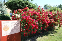 2019-06-08 Sochowa Zagroda (60)