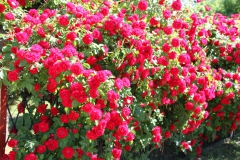 2019-06-08 Sochowa Zagroda (61)