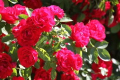 2019-06-08 Sochowa Zagroda (62)