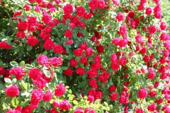 2019-06-08 Sochowa Zagroda (64)