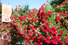 2019-06-08 Sochowa Zagroda (65)