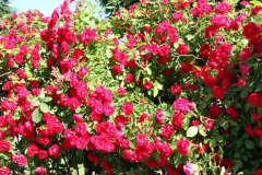 2019-06-08 Sochowa Zagroda (66)