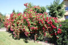 2019-06-08 Sochowa Zagroda (67)