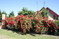 2019-06-08 Sochowa Zagroda (68)