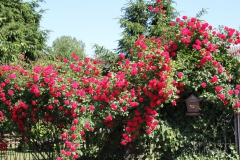 2019-06-08 Sochowa Zagroda (72)