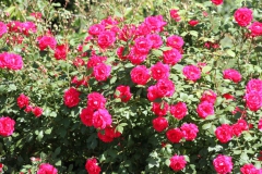 2019-06-08 Sochowa Zagroda (74)