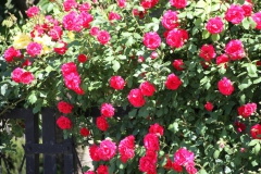 2019-06-08 Sochowa Zagroda (75)