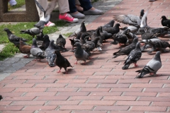 2019-07-12 Czerkasy (16)