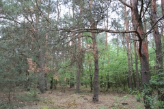 2019-07-28 Gustawów (12)