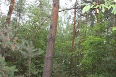 2019-07-28 Gustawów (19)