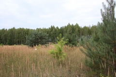 2019-07-28 Gustawów (7)