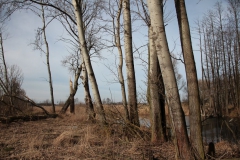 2020-02-16 Sochowa Zagroda - nad stawem (21)