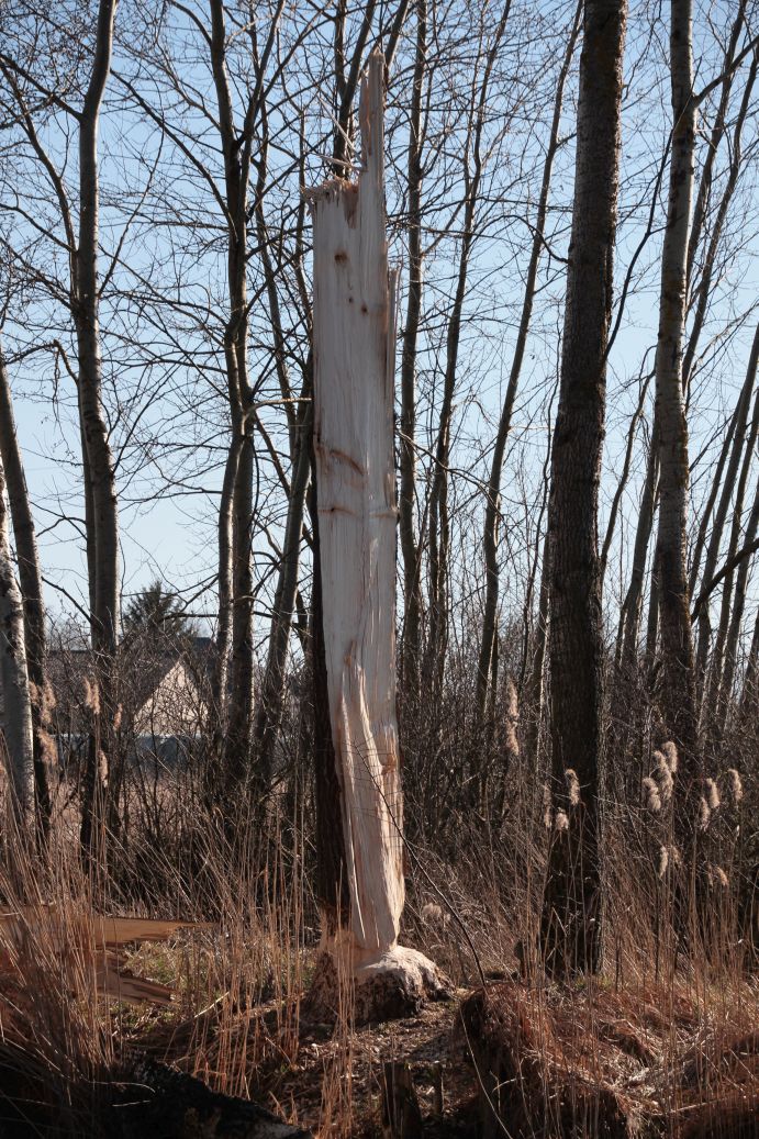 2020-03-15 Sierzchowy (28)