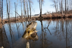 2020-03-15 Sierzchowy (21)