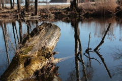 2020-03-15 Sierzchowy (22)