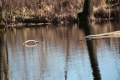 2020-03-15 Sierzchowy (25)