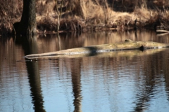 2020-03-15 Sierzchowy (26)