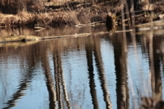 2020-03-15 Sierzchowy (27)