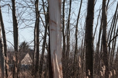 2020-03-15 Sierzchowy (28)