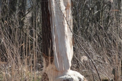 2020-03-15 Sierzchowy (29)