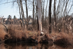 2020-03-15 Sierzchowy (30)