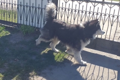 2020-03-25 Sochowa Zagroda (21)