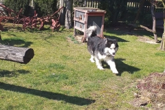 2020-03-25 Sochowa Zagroda (23)