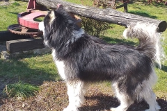 2020-03-25 Sochowa Zagroda (24)