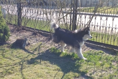 2020-03-25 Sochowa Zagroda (25)