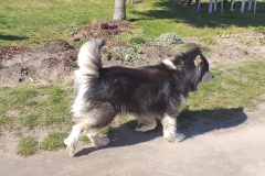 2020-03-25 Sochowa Zagroda (26)