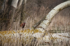 2020-03-29 Sochowa Zagroda (21)