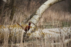 2020-03-29 Sochowa Zagroda (22)