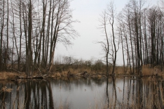 2020-03-29 Sochowa Zagroda (23)