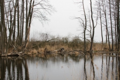 2020-03-29 Sochowa Zagroda (24)