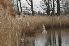 2020-03-29 Sochowa Zagroda (25)