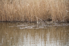 2020-03-29 Sochowa Zagroda (26)